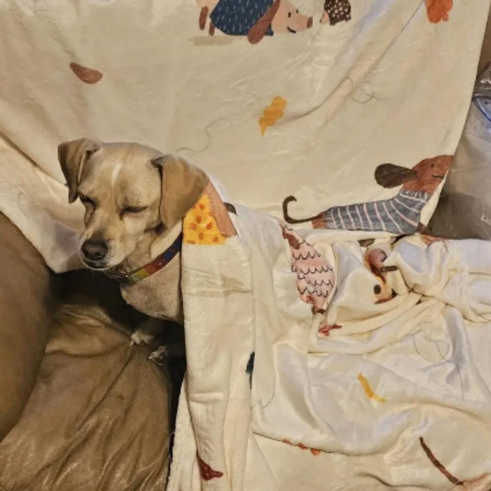 dachshund dog blanket (50"X60") 130x150cm 560g